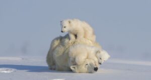 ‘The New Big 5’: Wildlife photography book turns the lens on animals at risk