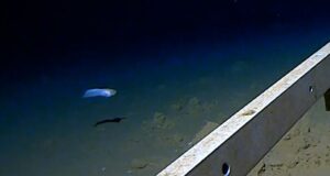 See deepest fish ever caught on camera