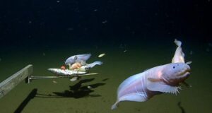 Scientists film deepest ever fish on seabed off Japan