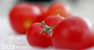 Sussex Police hunt tomato-throwing attacker