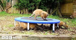 ‘Eight fox cubs are having a party in my garden’