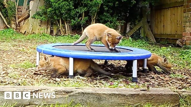 ‘Eight fox cubs are having a party in my garden’