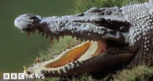 Missing Australian fisherman’s body found in crocodile