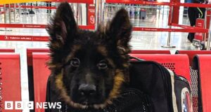 Dog diplomacy: Turkey sends Mexico puppy after search dog’s death