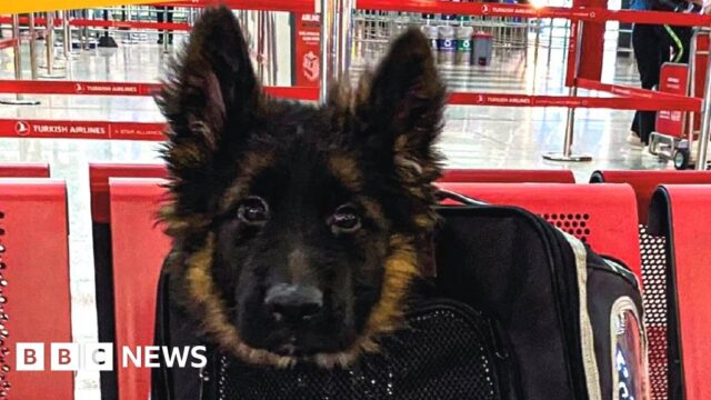 Dog diplomacy: Turkey sends Mexico puppy after search dog’s death