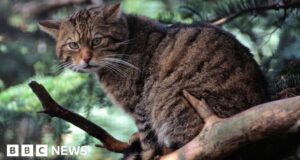 Scotland’s wildcat on brink of extinction