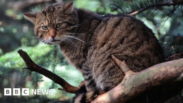Scotland’s wildcat on brink of extinction