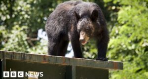 Why black bears love dumpster diving