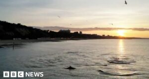 Sunrise dolphins delight coastal walkers