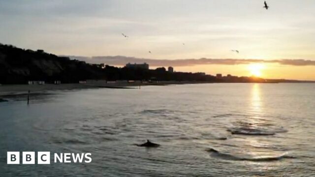 Sunrise dolphins delight coastal walkers
