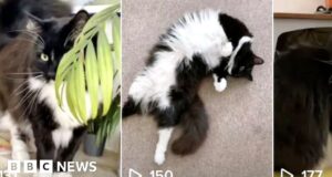 TikTok tracked UK journalist via her cat’s account