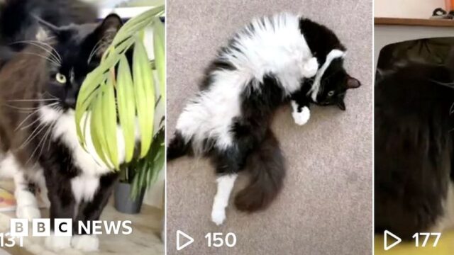TikTok tracked UK journalist via her cat’s account