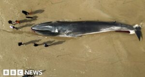 Dead fin whale removed from Bridlington beach