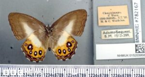Butterfly species named after Lord of the Rings villain Sauron