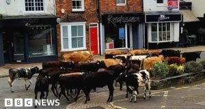 Escaped cows take bank holiday tour of Marlow