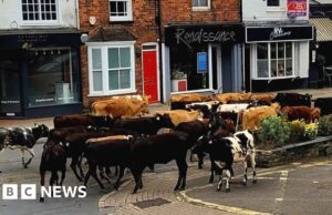 Escaped cows take bank holiday tour of Marlow