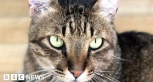 Could Hugo the west end cat change the law?
