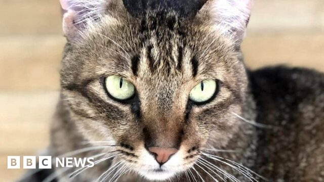 Could Hugo the west end cat change the law?
